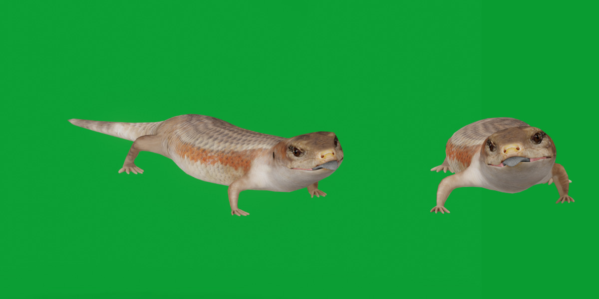 Blue Tongued Skink Low-poly 3D model_14