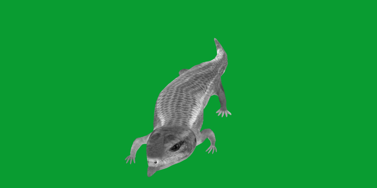 Blue Tongued Skink Low-poly 3D model_9