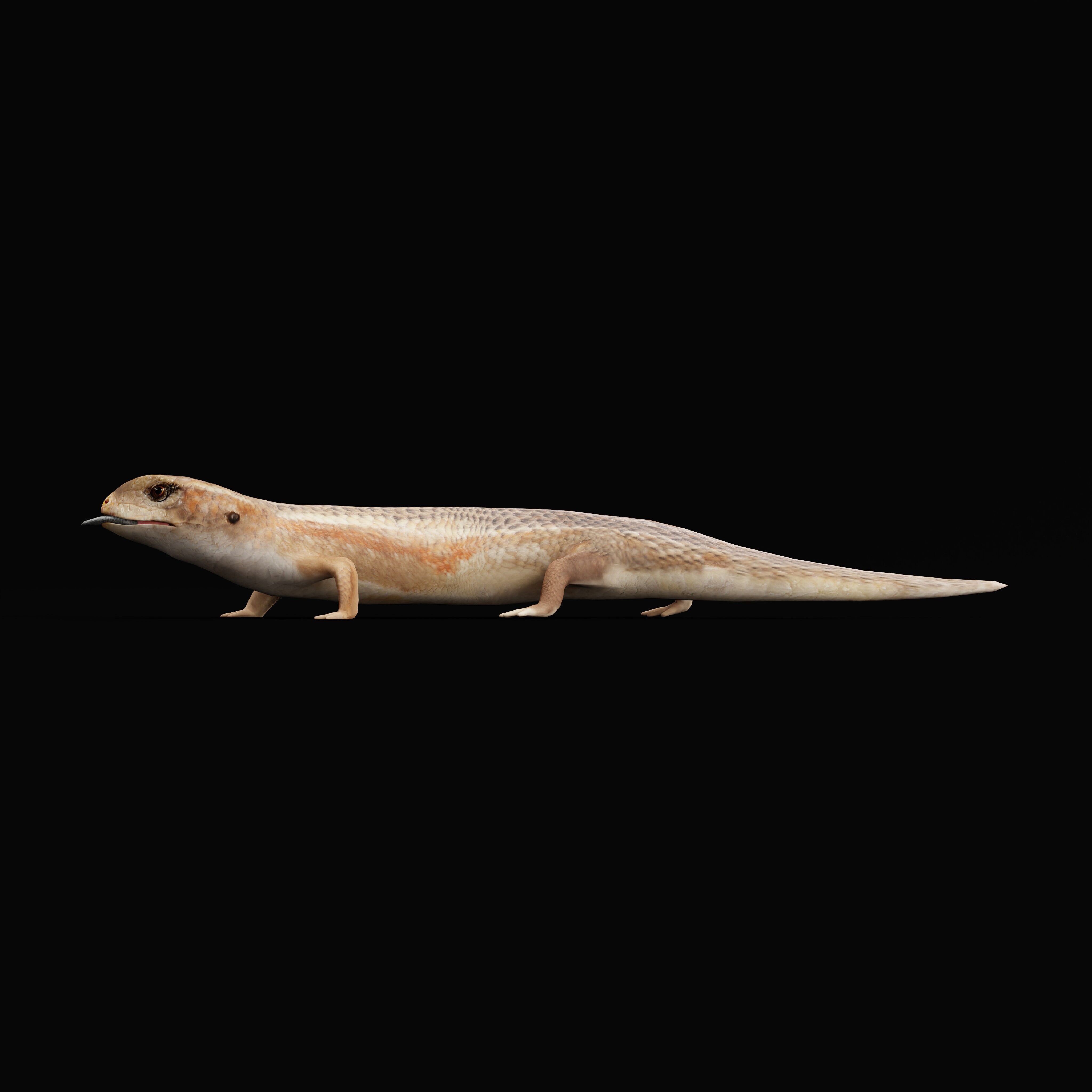 Blue Tongued Skink Low-poly 3D model_33