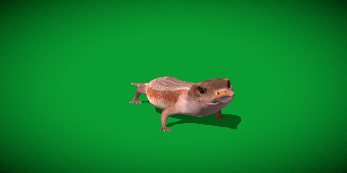 Blue Tongued Skink Low-poly 3D model_29