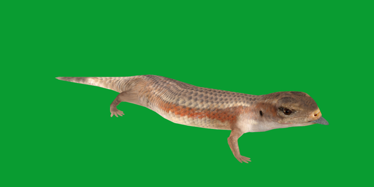 Blue Tongued Skink Low-poly 3D model_27