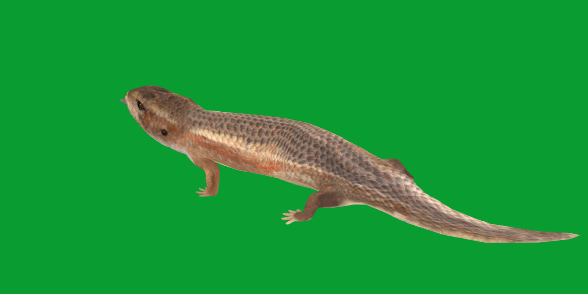 Blue Tongued Skink Low-poly 3D model_21