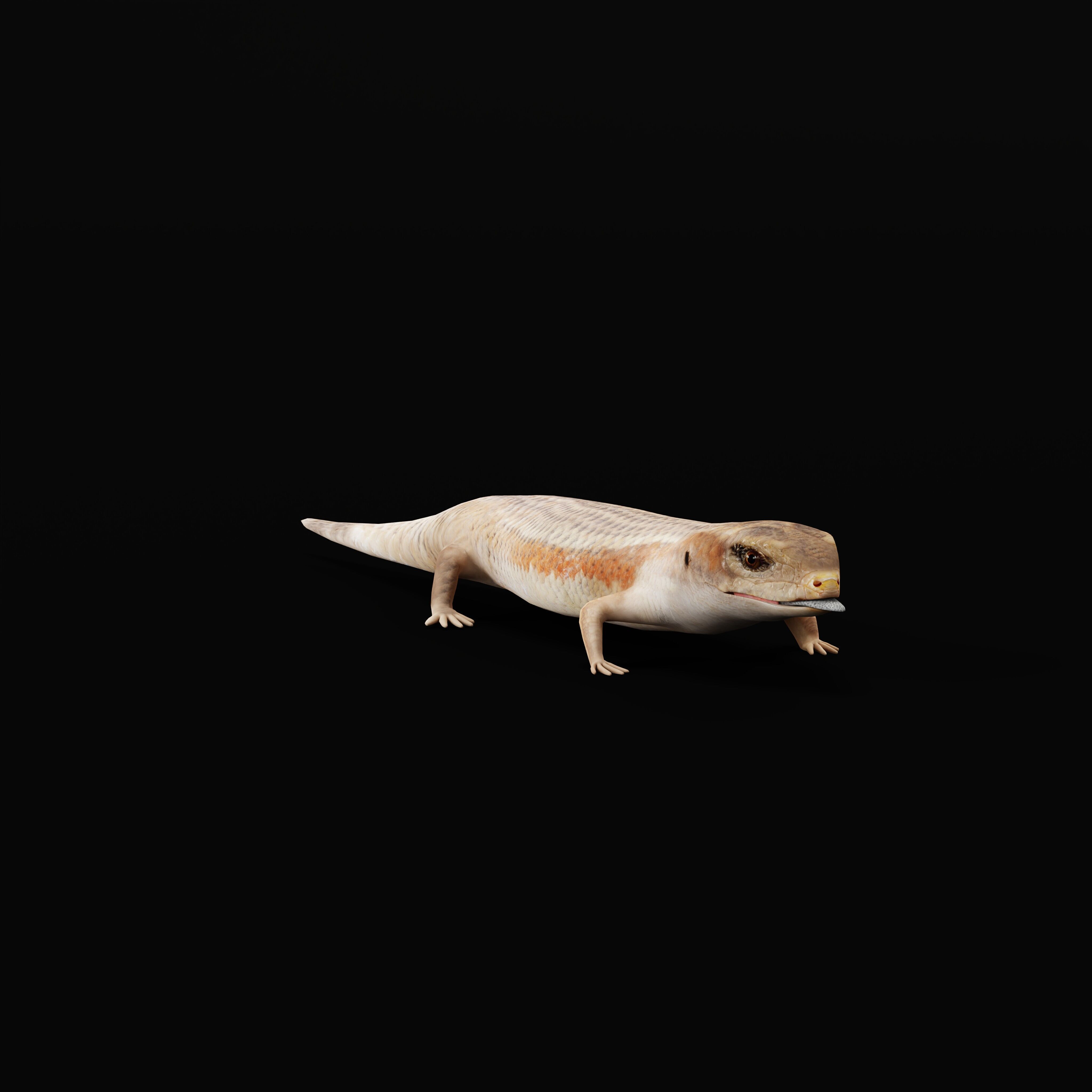Blue Tongued Skink Low-poly 3D model_34