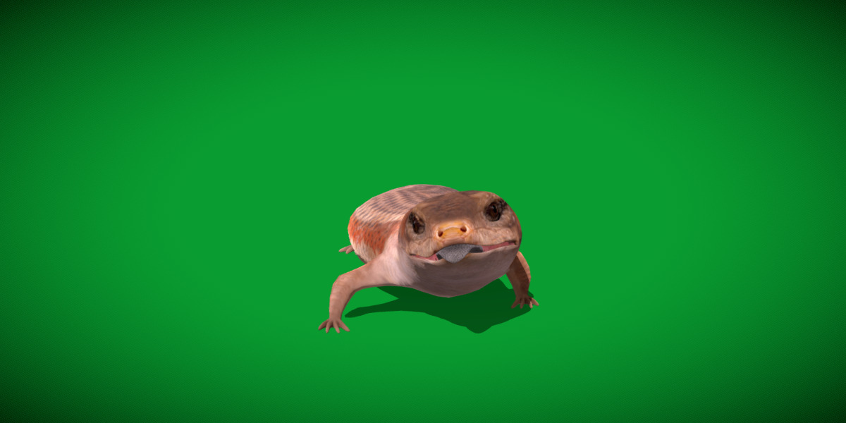 Blue Tongued Skink Low-poly 3D model_22