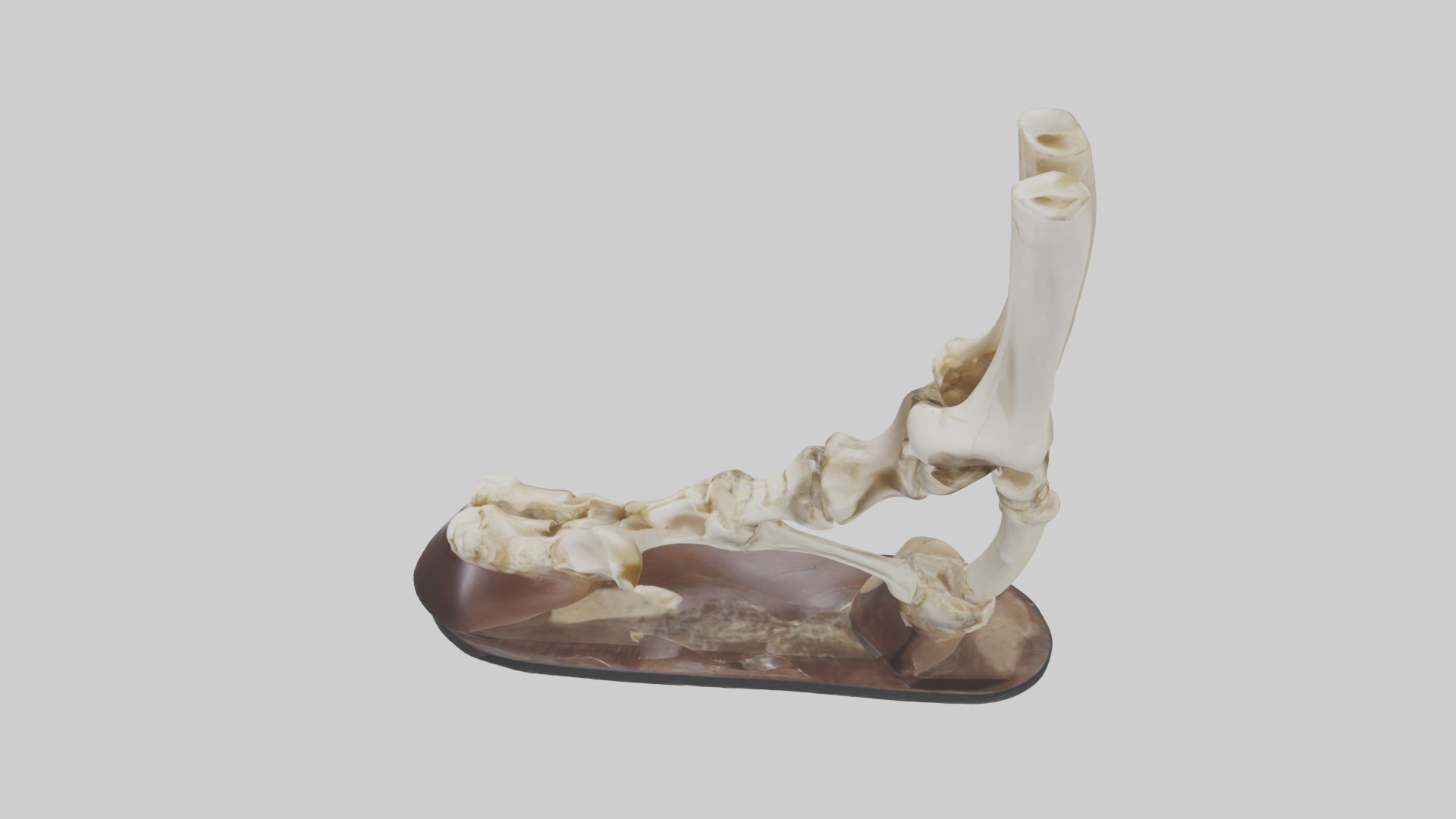 Horse Hoof Skeleton model Low-poly 3D model_17