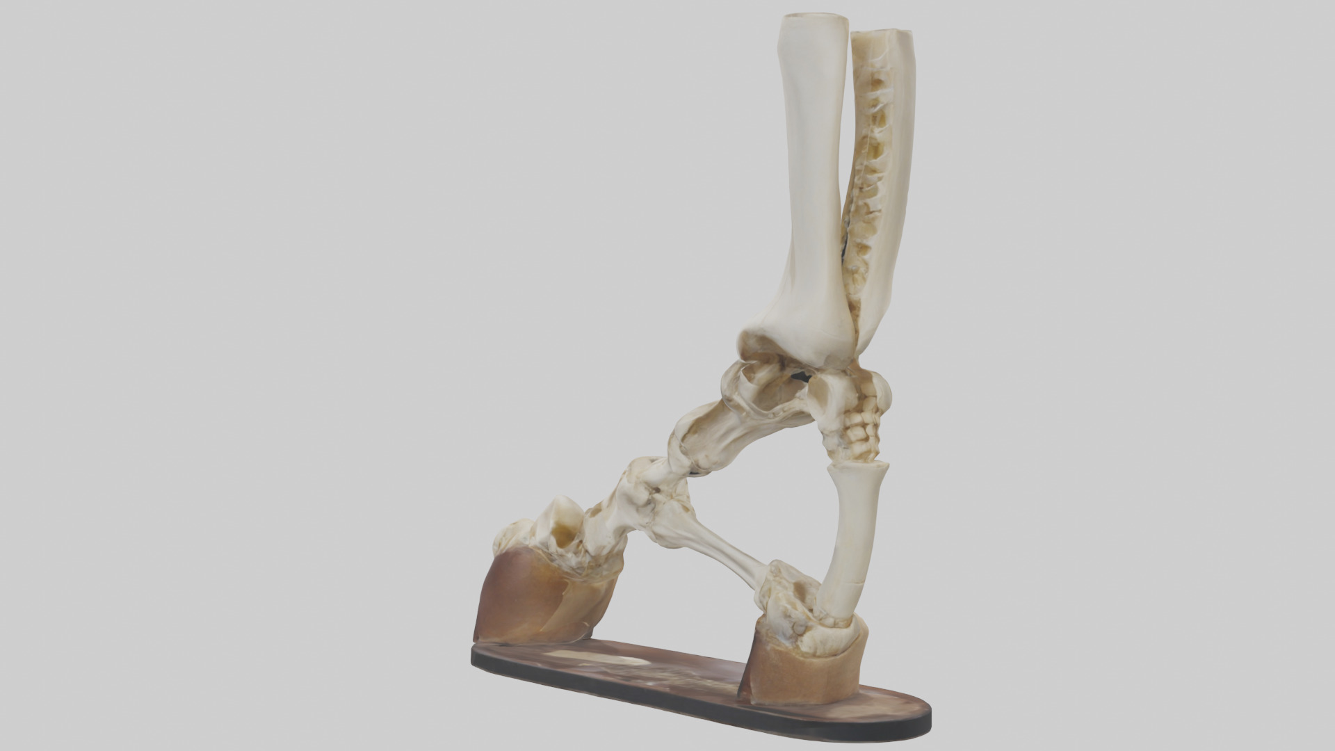 Horse Hoof Skeleton model Low-poly 3D model_1