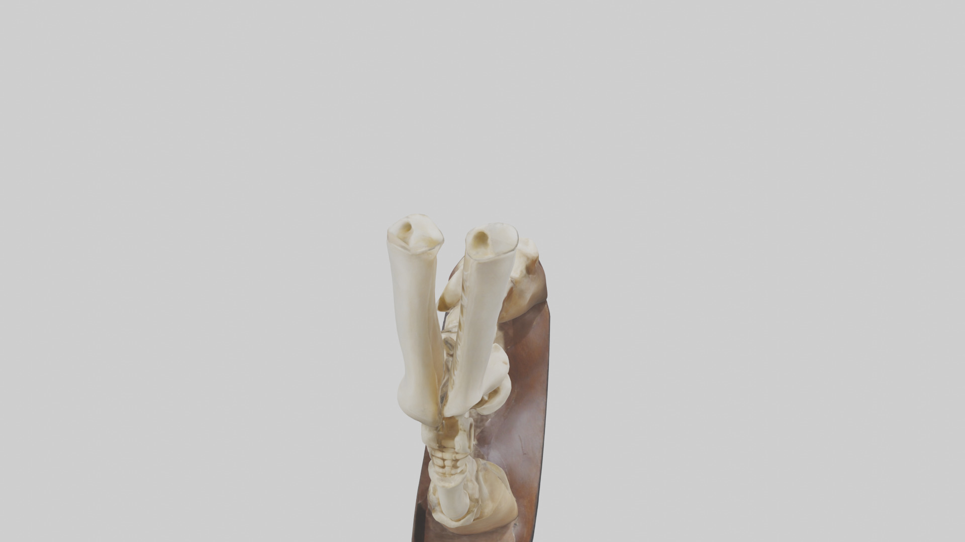 Horse Hoof Skeleton model Low-poly 3D model_15