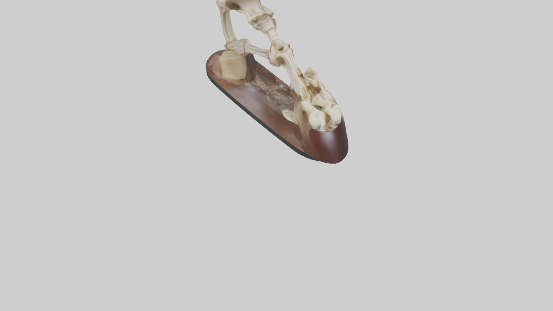 Horse Hoof Skeleton model Low-poly 3D model_6