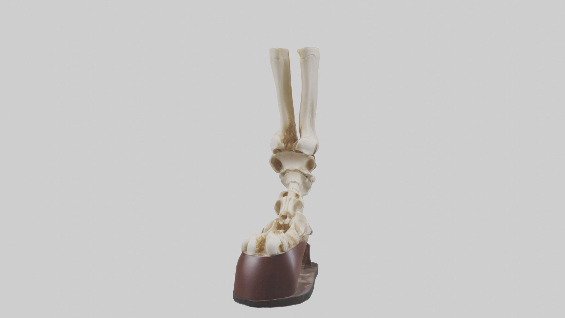 Horse Hoof Skeleton model Low-poly 3D model_9