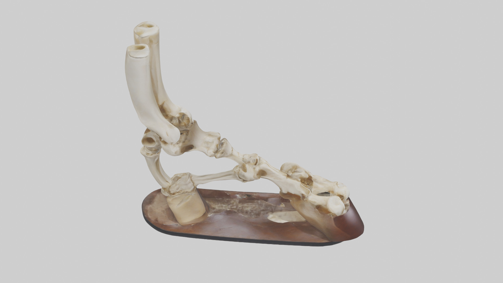 Horse Hoof Skeleton model Low-poly 3D model_18