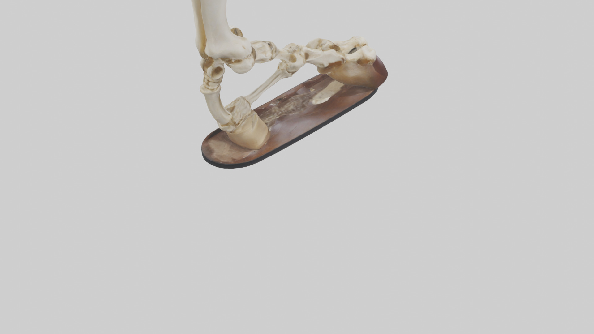 Horse Hoof Skeleton model Low-poly 3D model_4