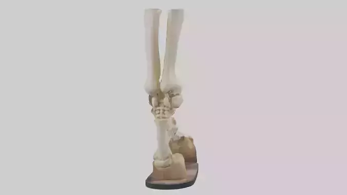 Horse Hoof Skeleton model