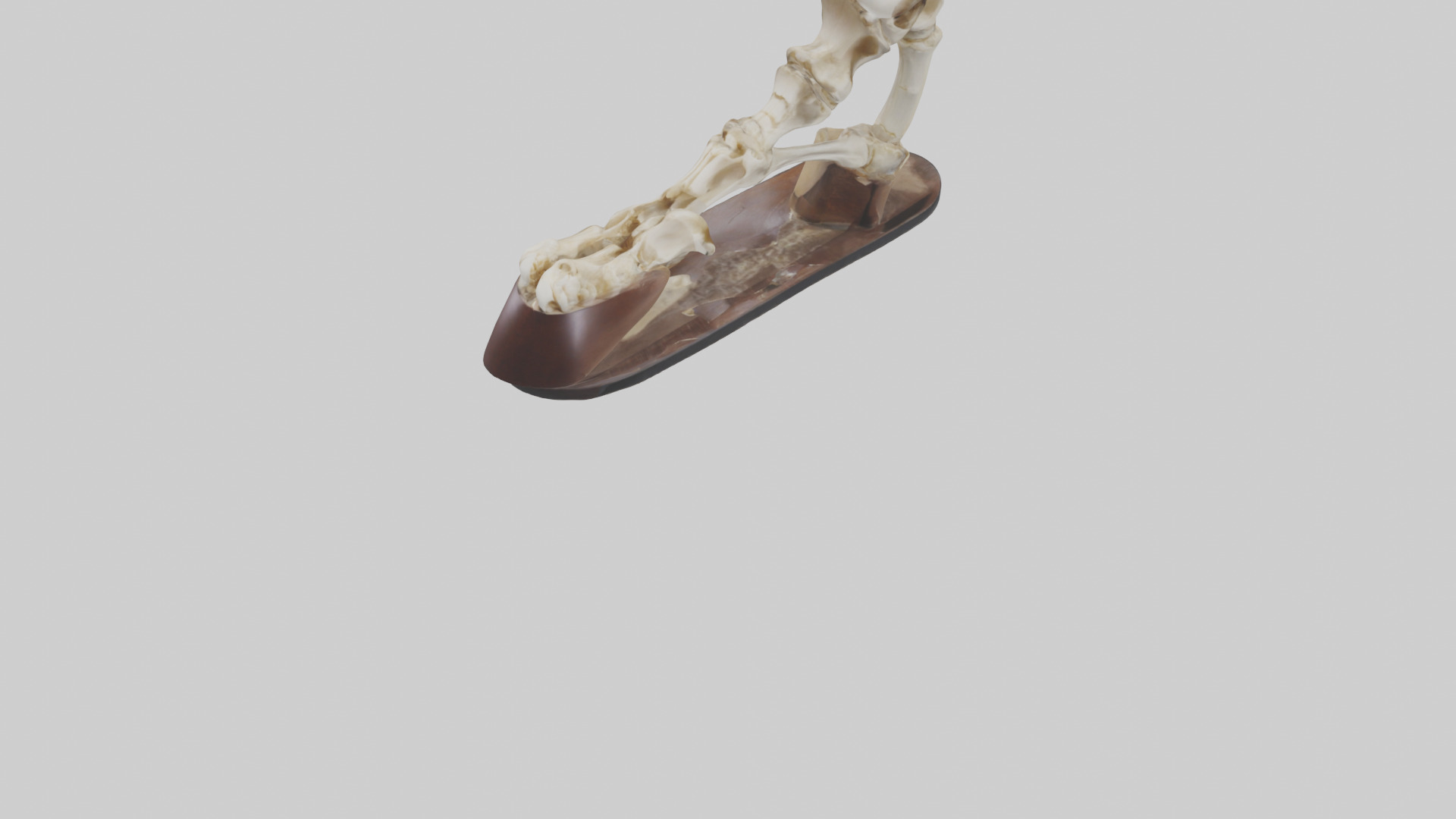 Horse Hoof Skeleton model Low-poly 3D model_5