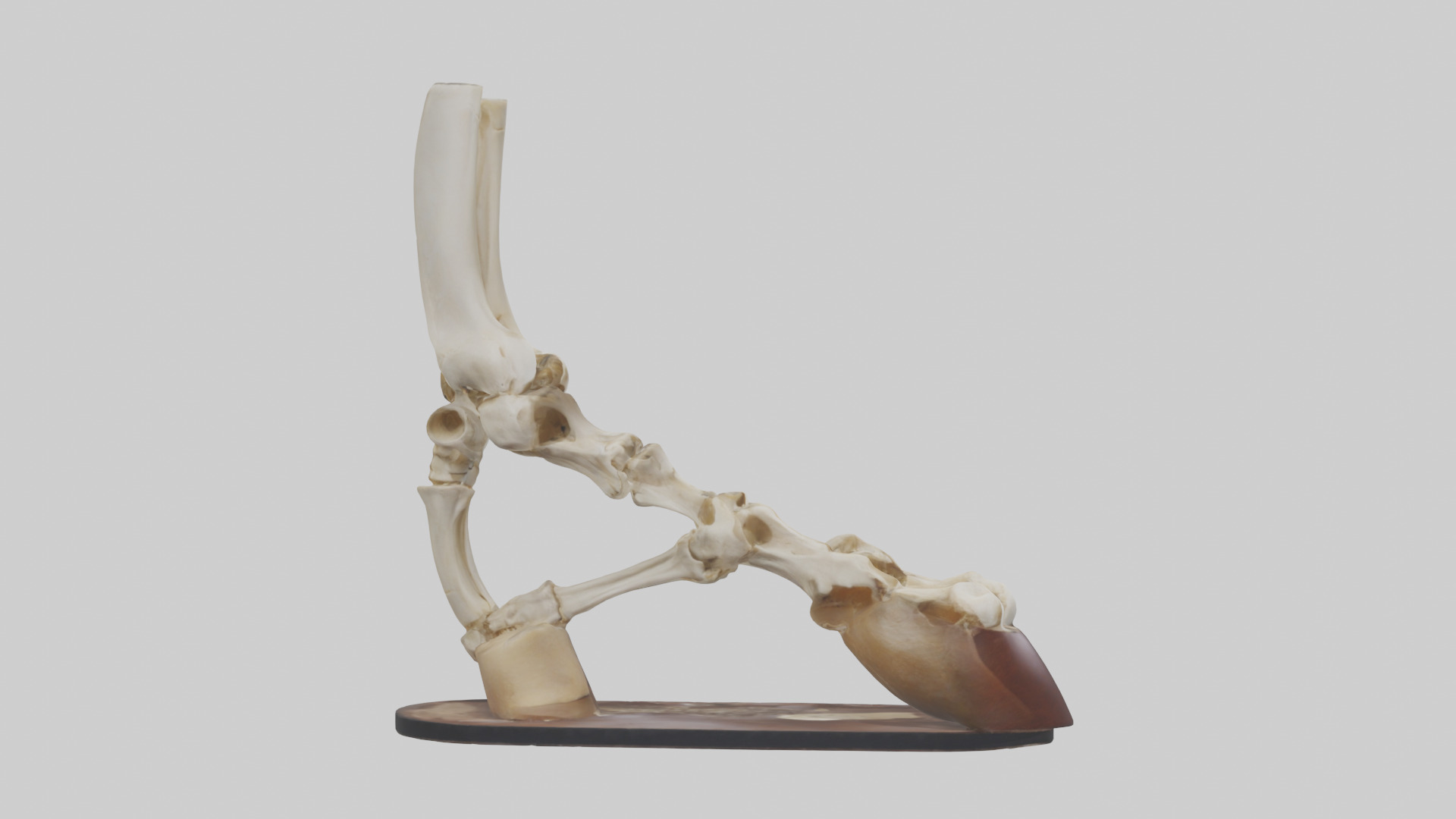 Horse Hoof Skeleton model Low-poly 3D model_13