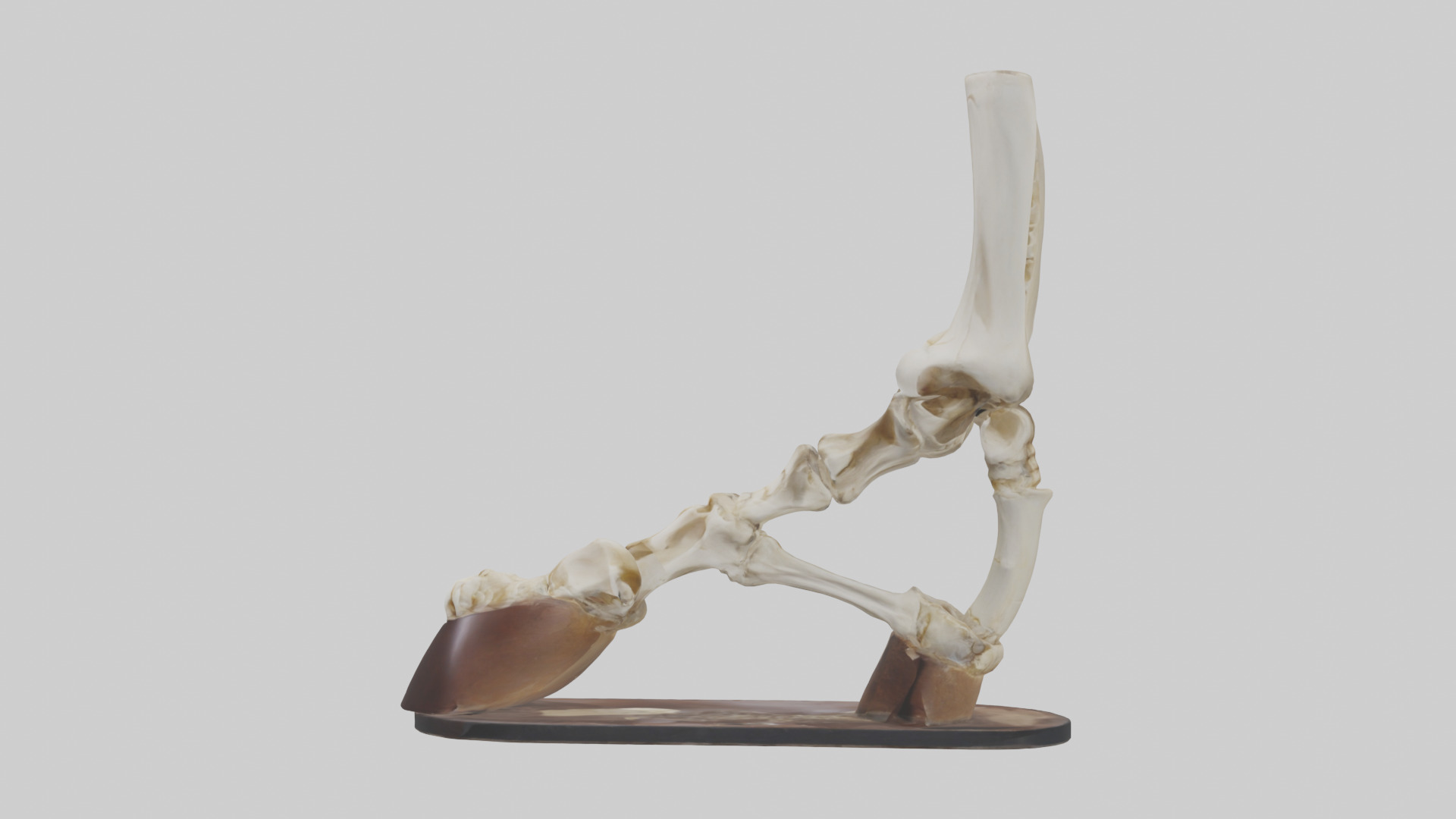 Horse Hoof Skeleton model Low-poly 3D model_12