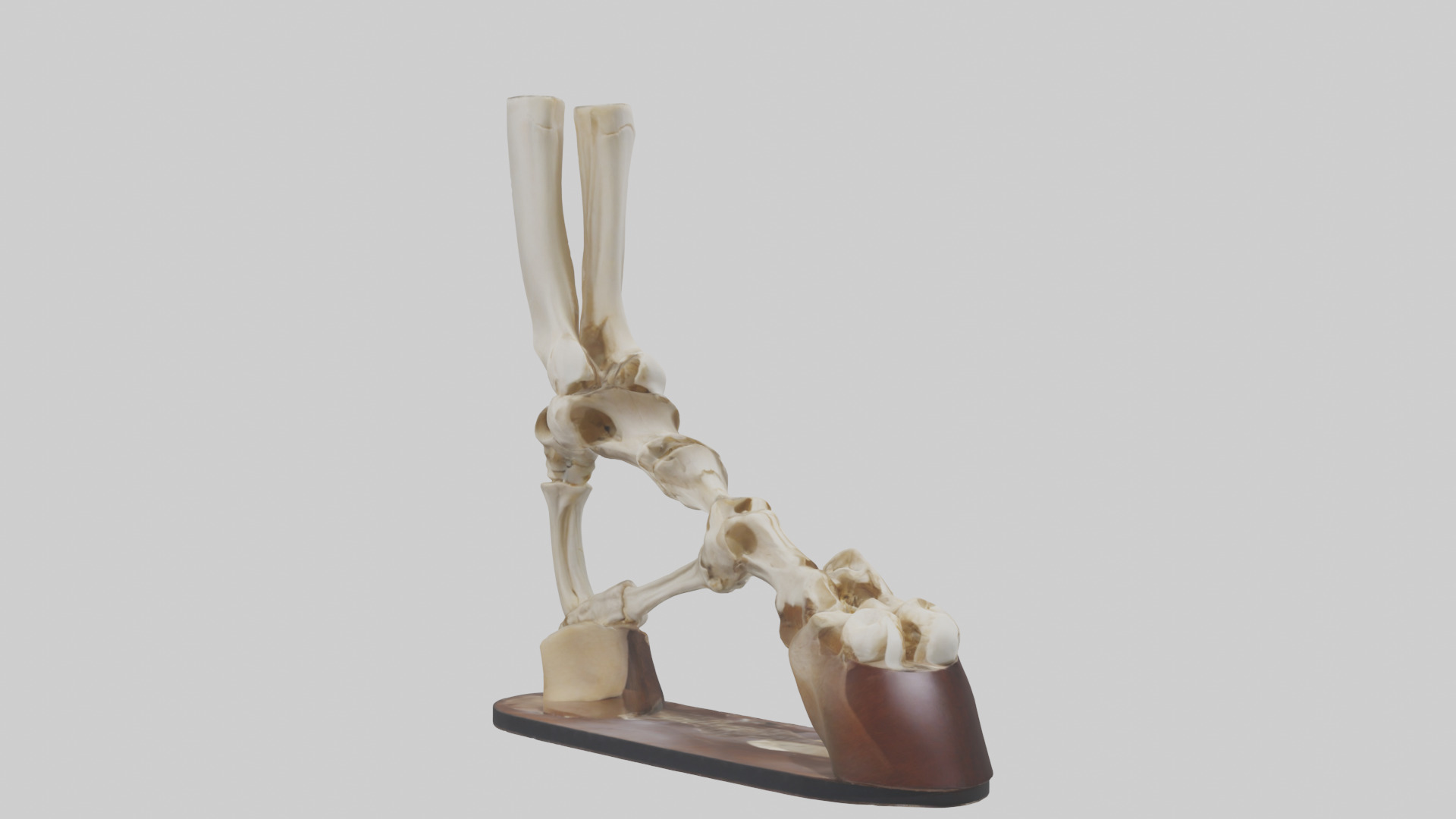 Horse Hoof Skeleton model Low-poly 3D model_11