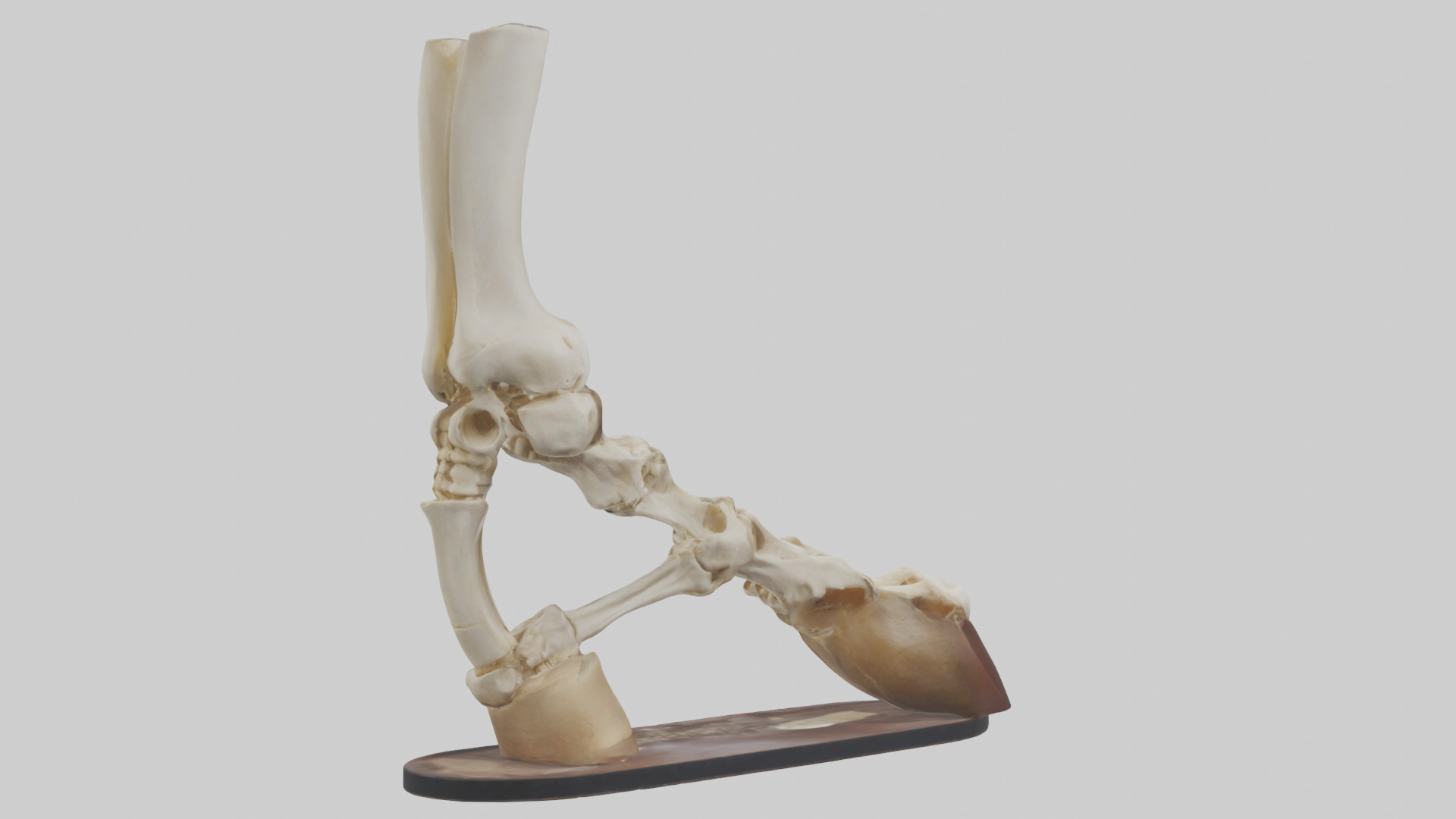 Horse Hoof Skeleton model Low-poly 3D model_2