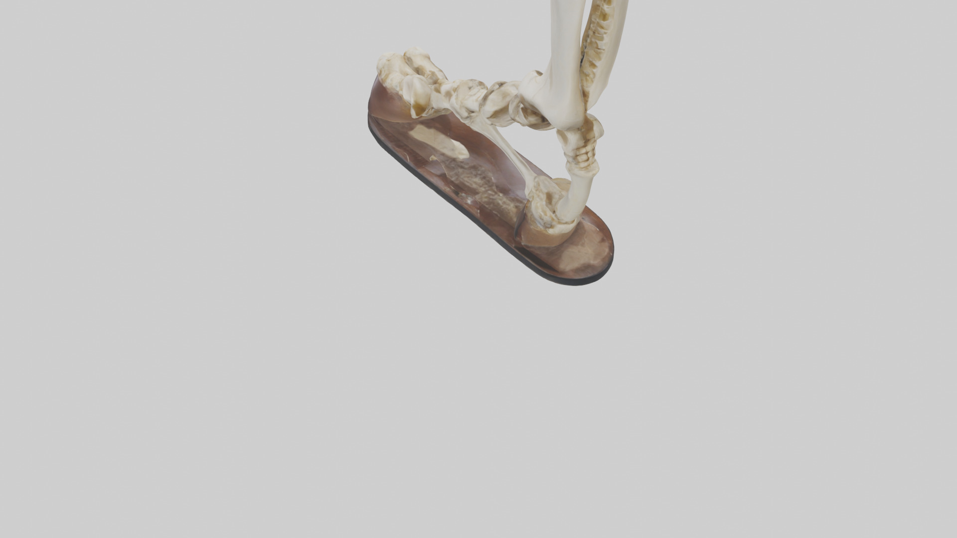Horse Hoof Skeleton model Low-poly 3D model_3