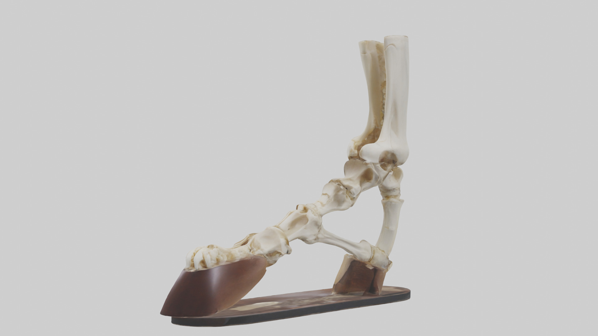 Horse Hoof Skeleton model Low-poly 3D model_8