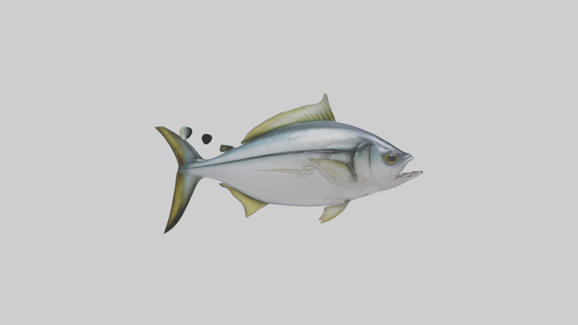 Horse Mackerel darting model Low-poly 3D model_13