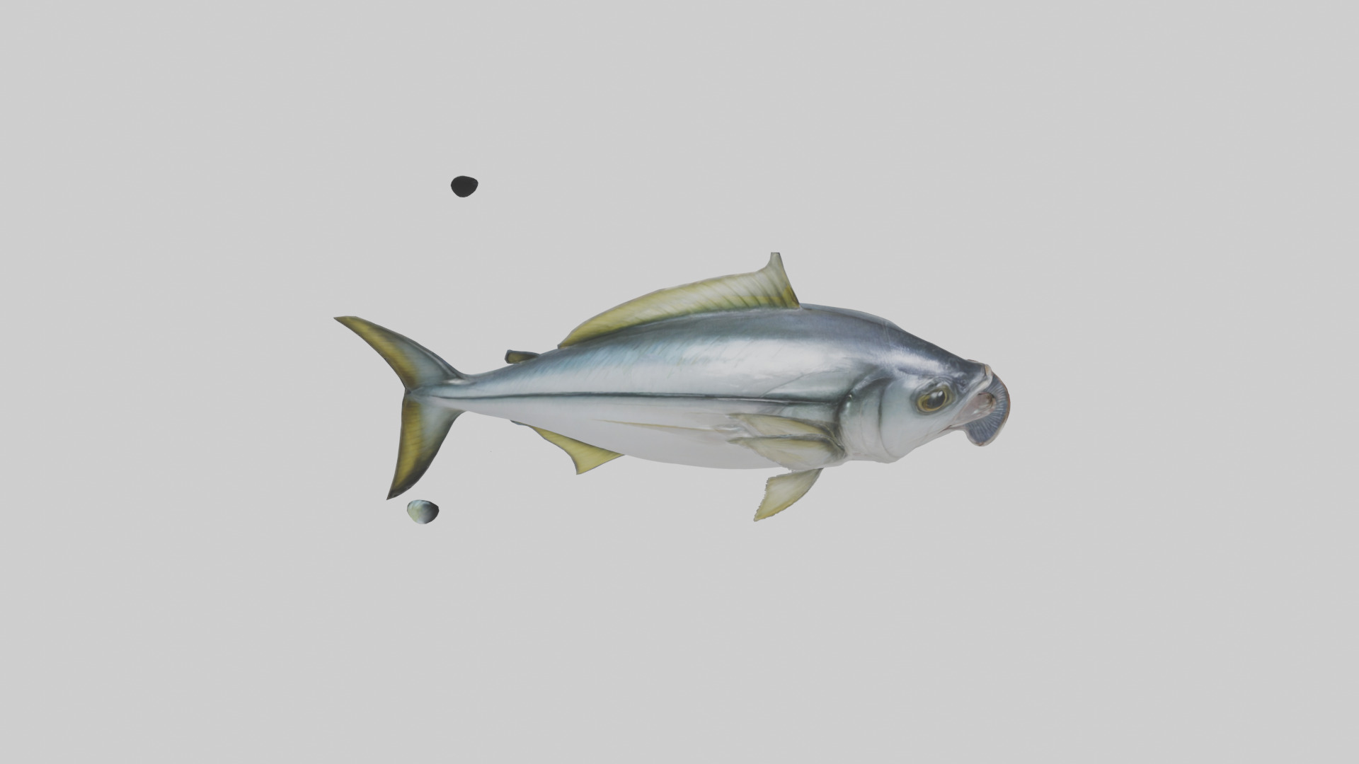 Horse Mackerel darting model Low-poly 3D model_18
