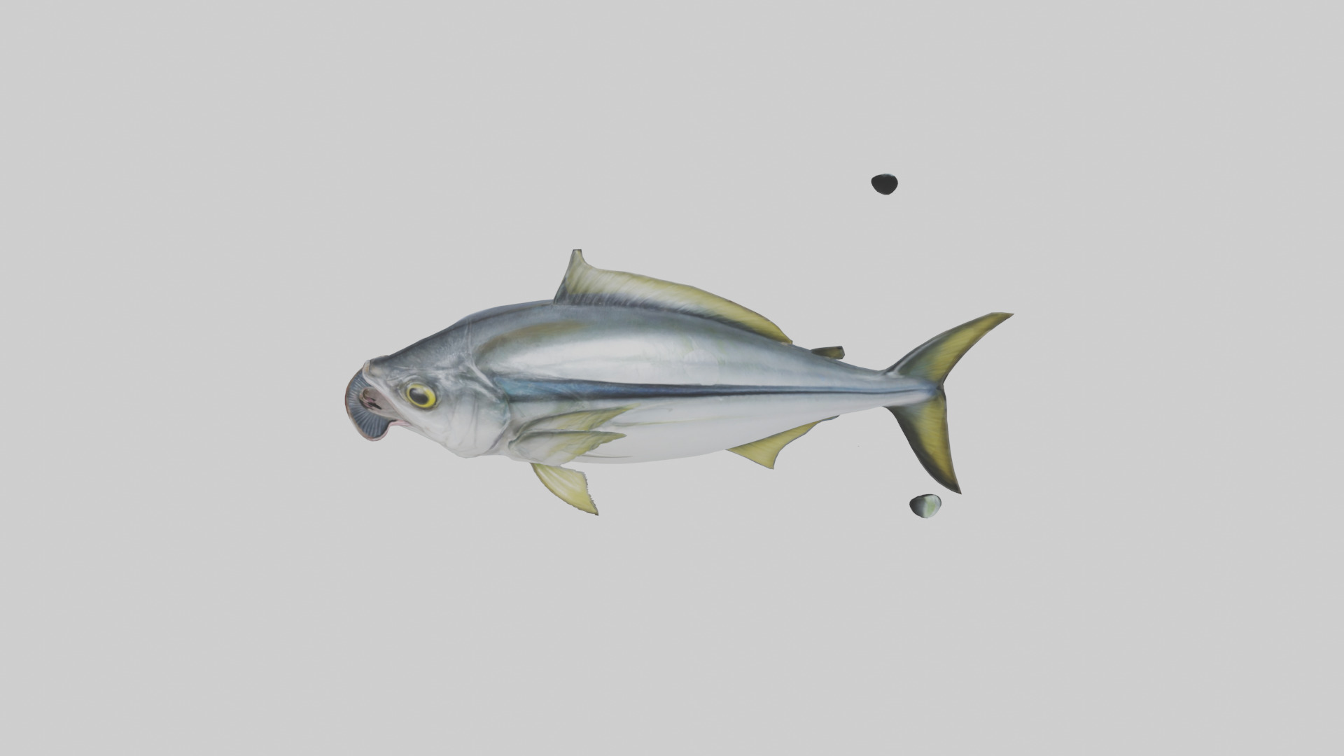 Horse Mackerel darting model Low-poly 3D model_17