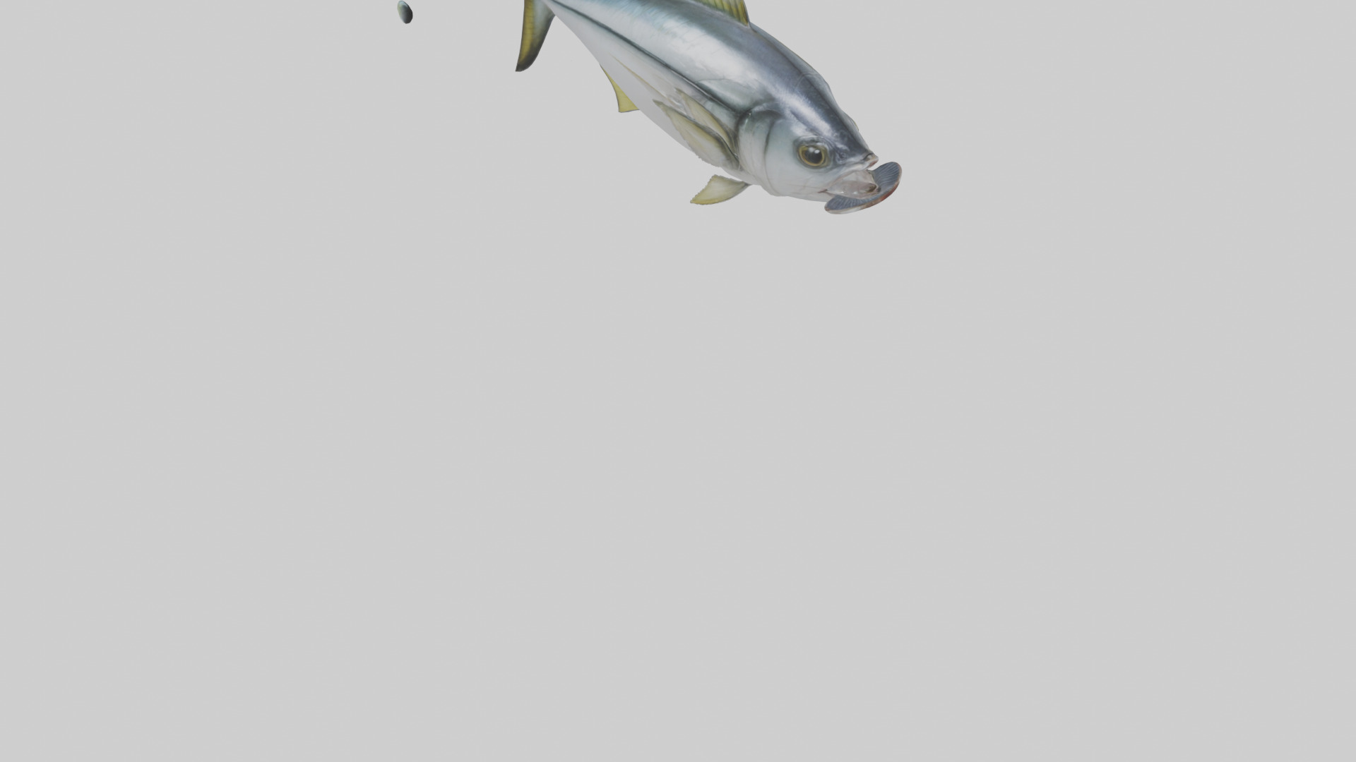 Horse Mackerel darting model Low-poly 3D model_6