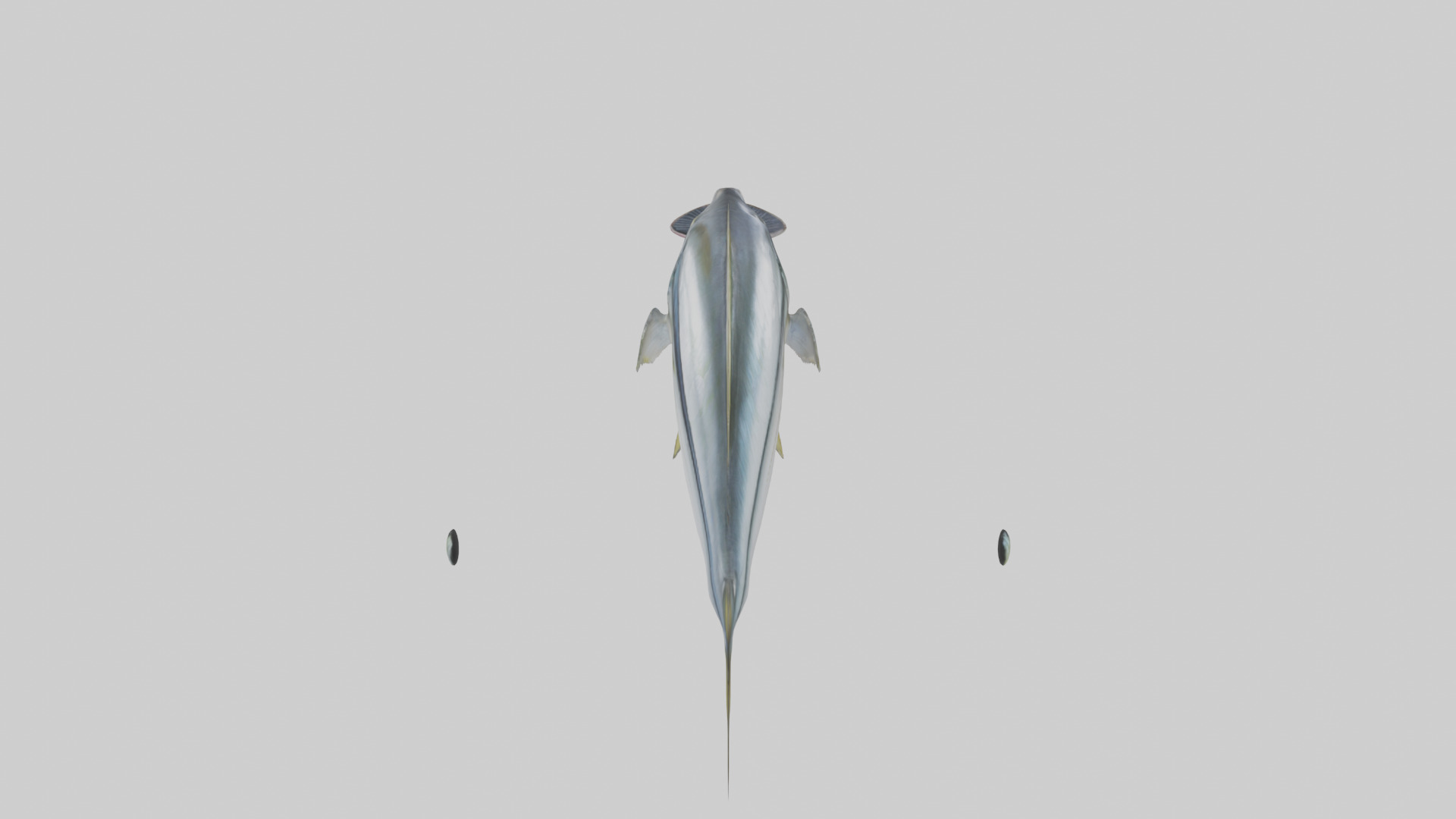 Horse Mackerel darting model Low-poly 3D model_15