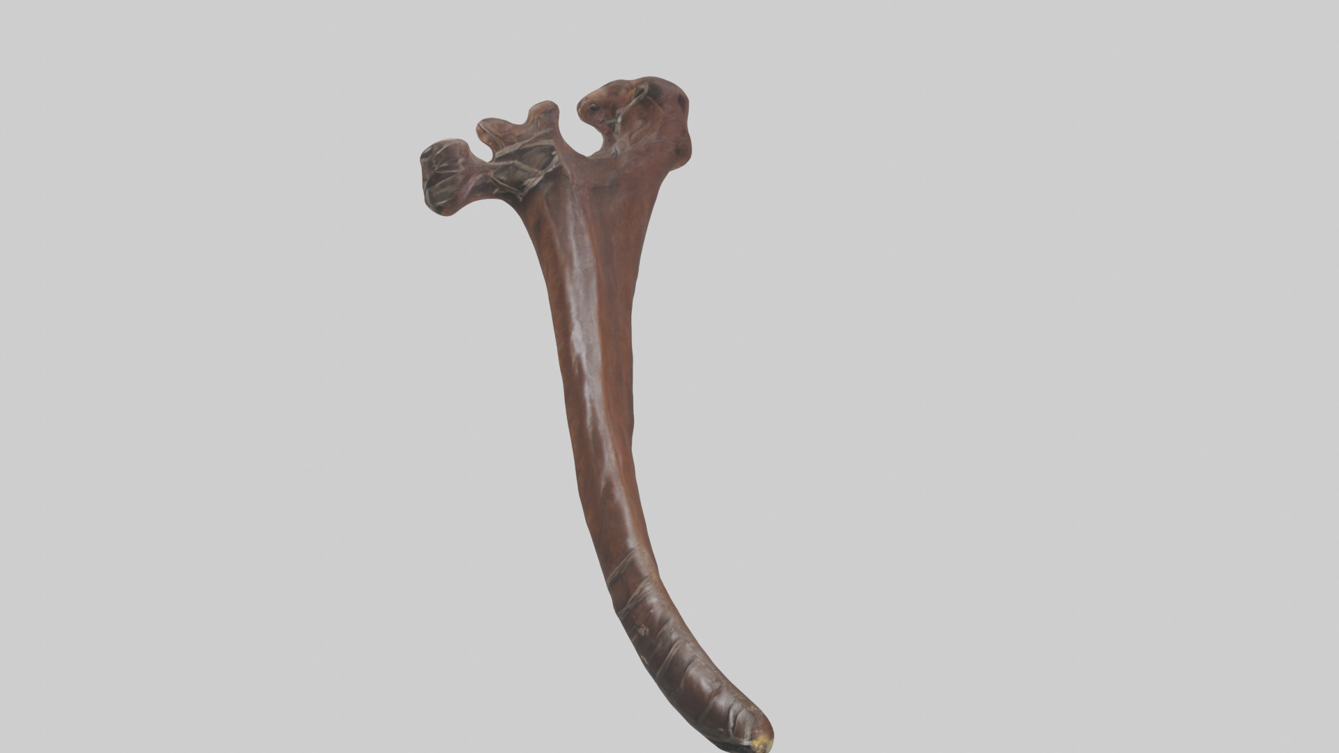 Horse Rib Low-poly 3D model_8