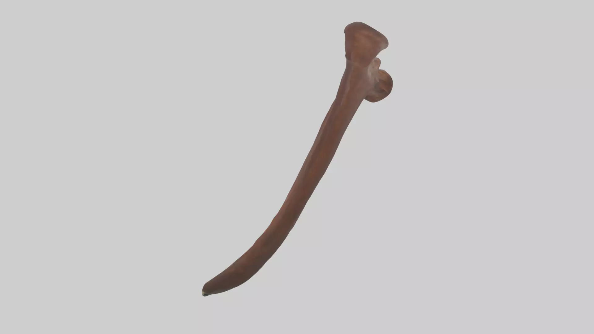 Horse Rib Low-poly 3D model_0