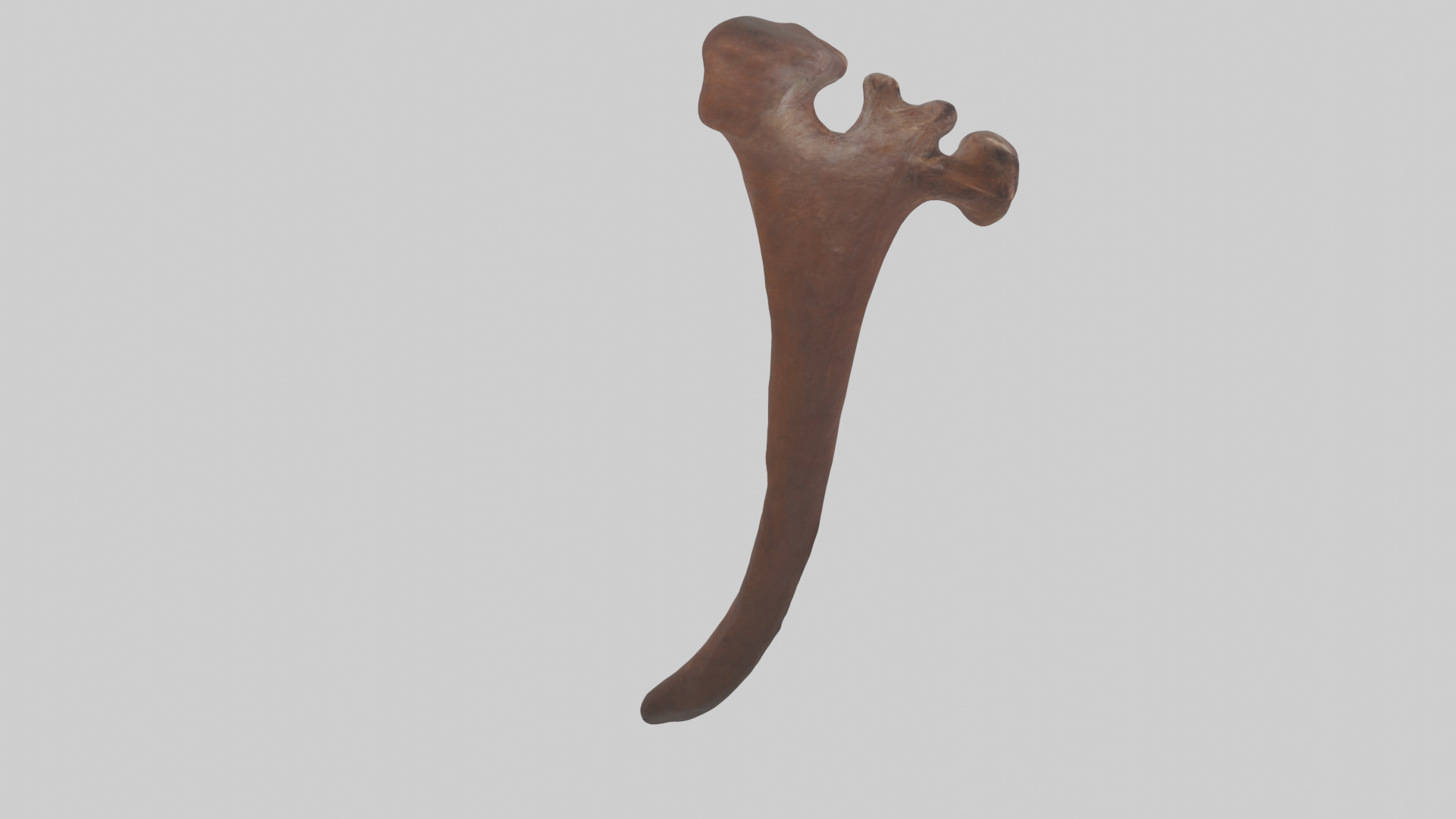 Horse Rib Low-poly 3D model_2