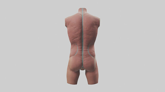 Human Abdomen Model Low-poly 3D model