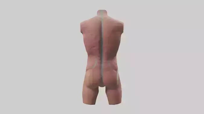 Human Abdomen Model
