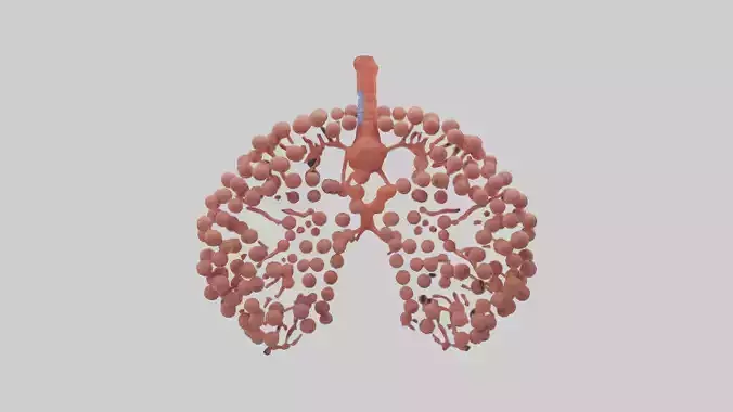 Human Alveoli Model