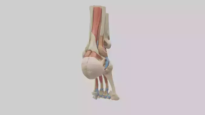 Human Ankle Anatomy Model