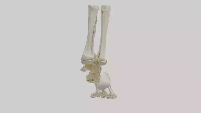 Human Ankle Skeleton model