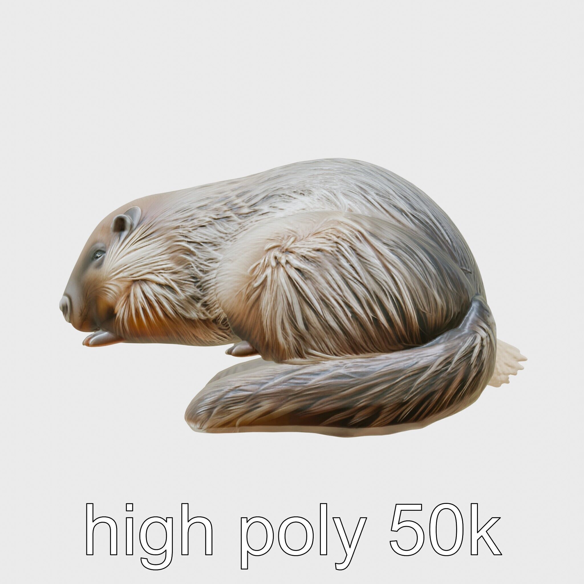 Peaceful Nutria Riverside Nap 3D Model Low-poly 3D model_22