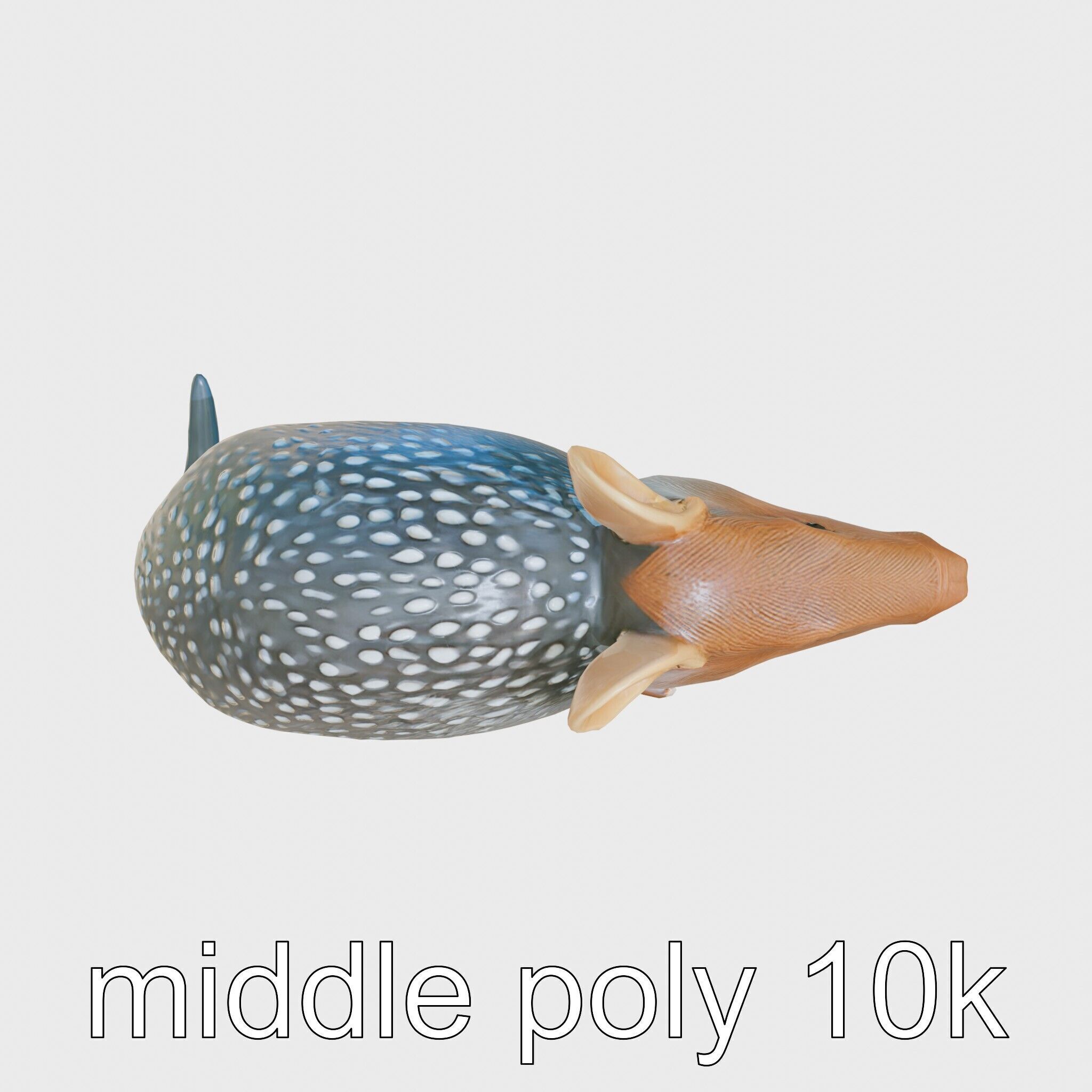 Realistic Aardvark Wildlife Model Low-poly 3D model_32