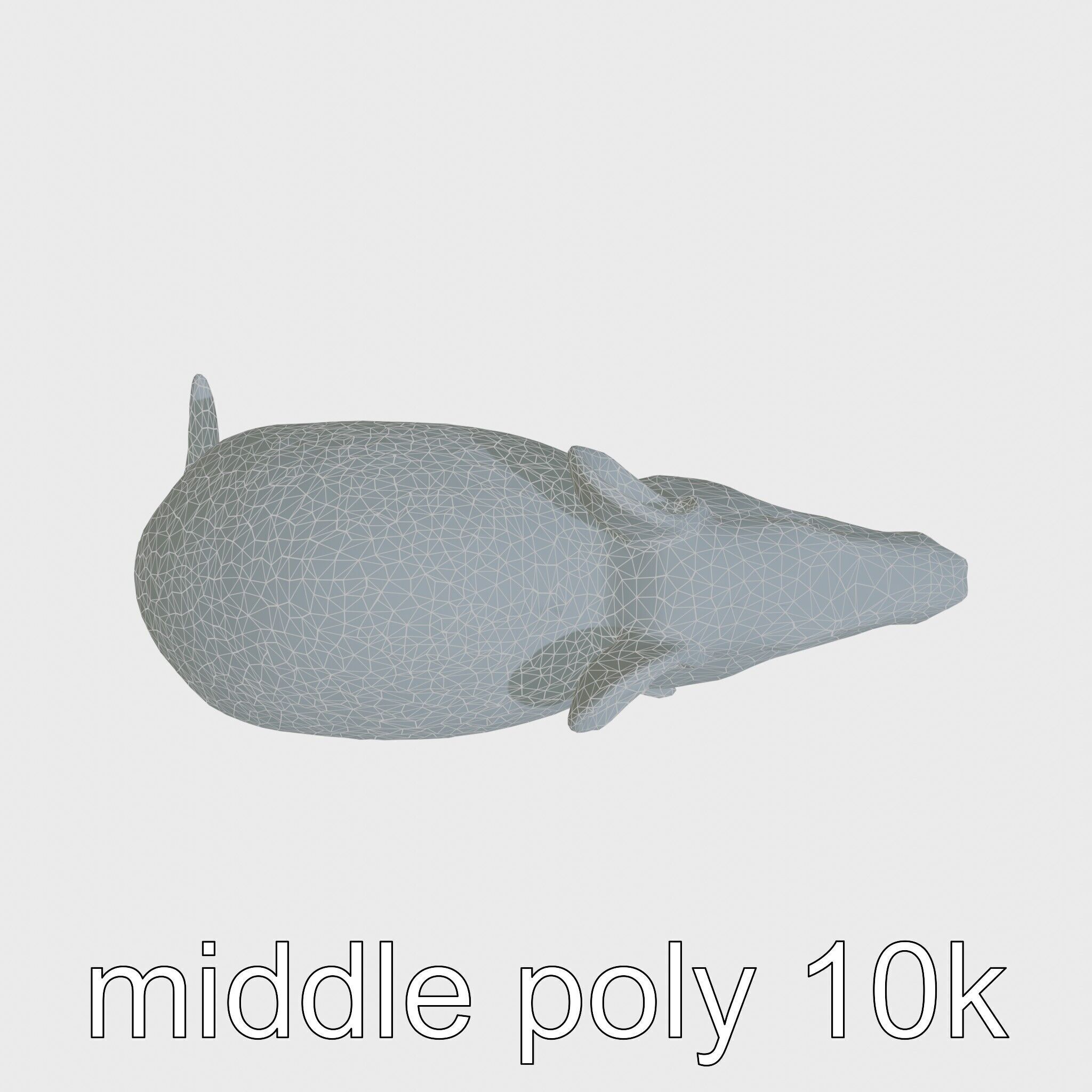 Realistic Aardvark Wildlife Model Low-poly 3D model_25