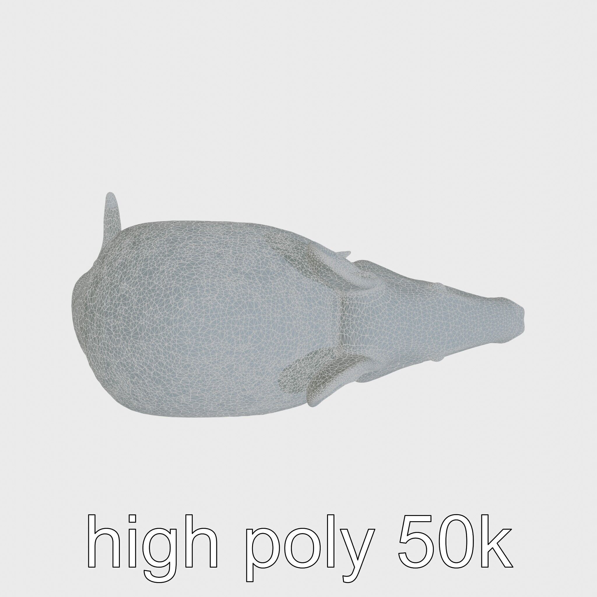 Realistic Aardvark Wildlife Model Low-poly 3D model_21