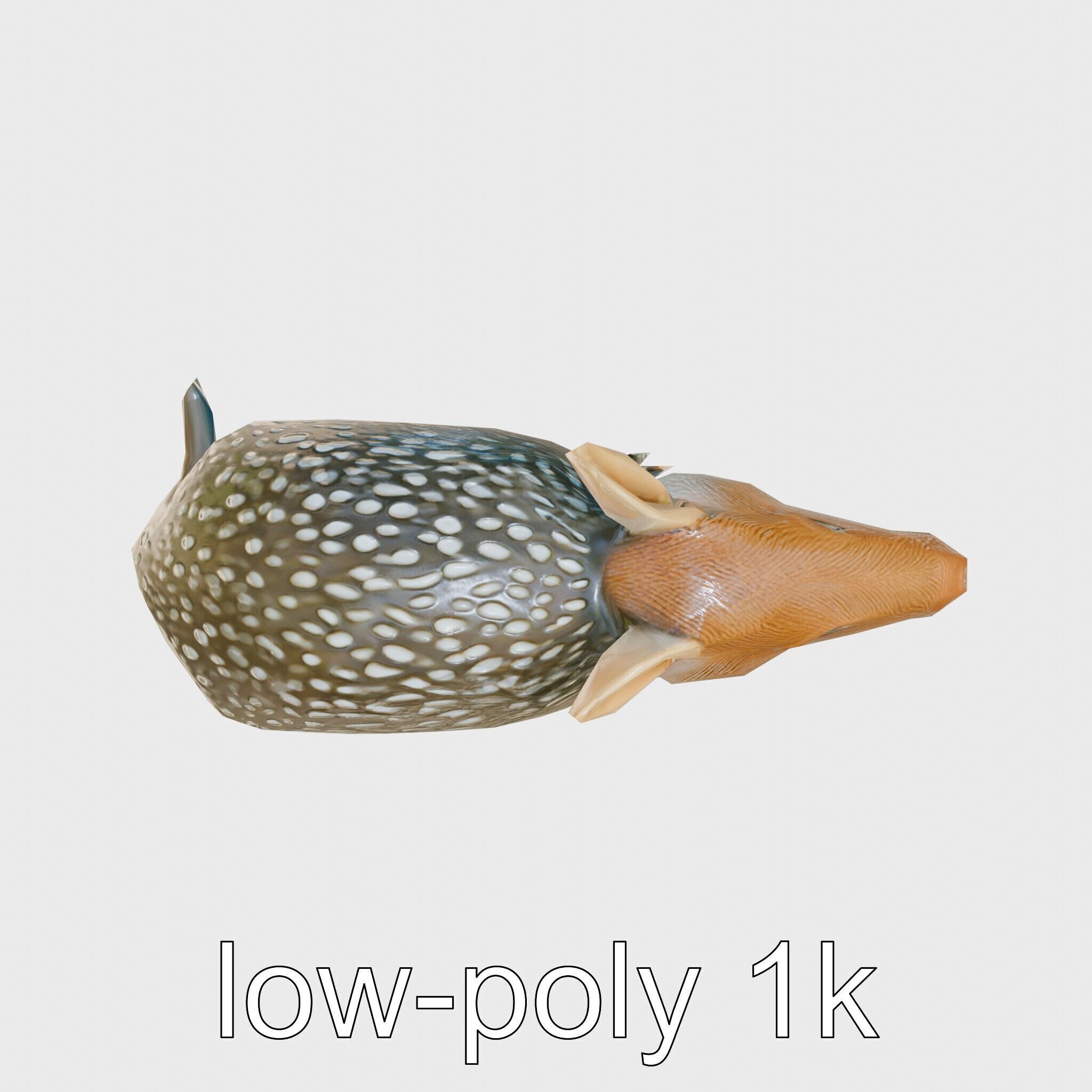 Realistic Aardvark Wildlife Model Low-poly 3D model_28