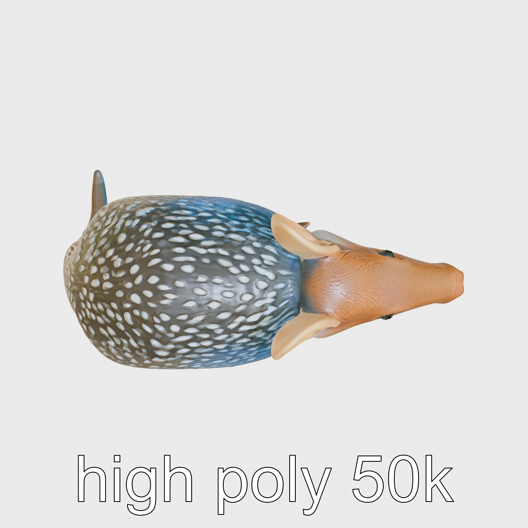 Realistic Aardvark Wildlife Model Low-poly 3D model_27
