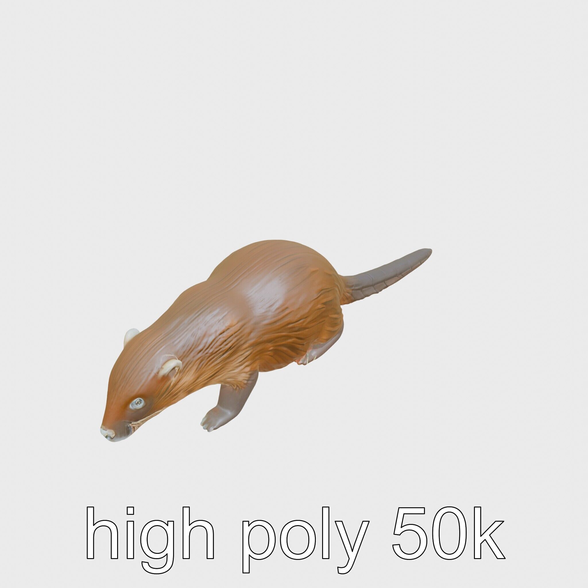 Nutria by the Riverbank 3D Model Low-poly 3D model_11