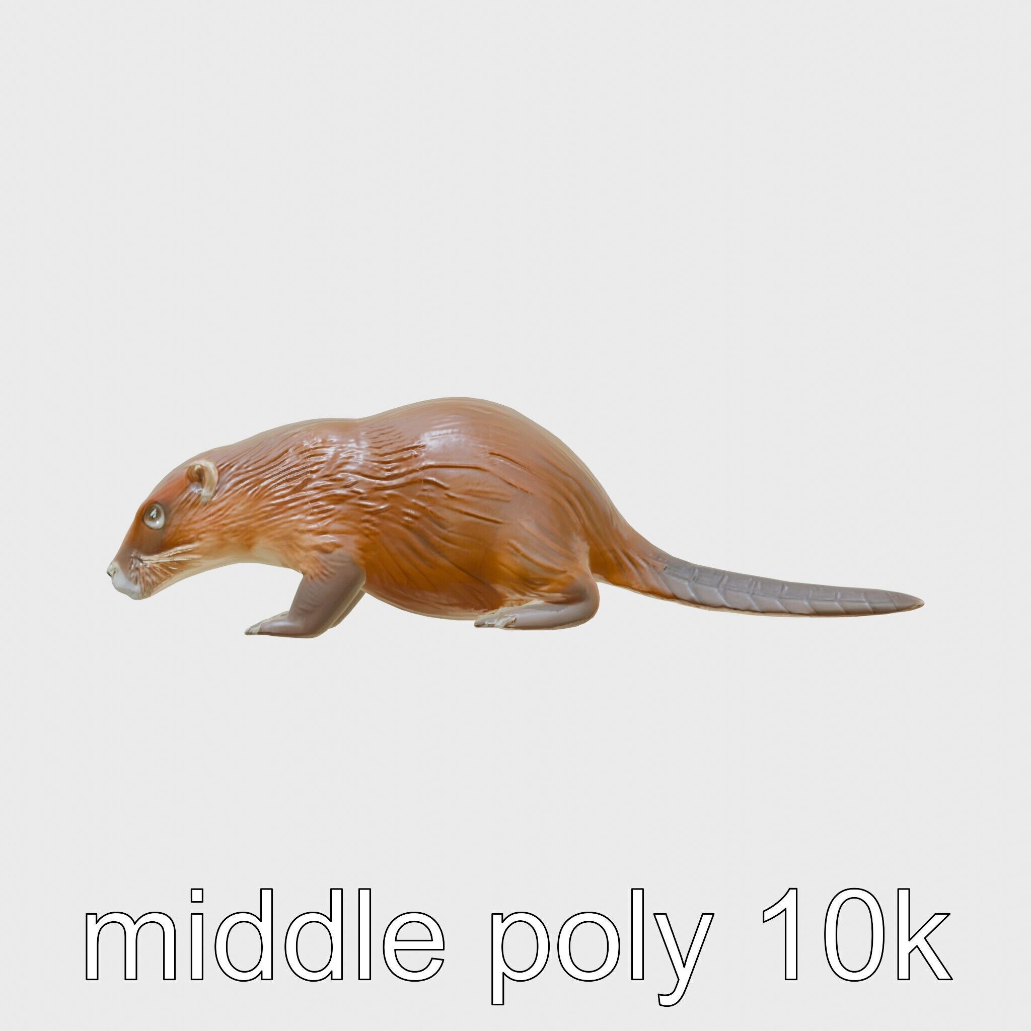 Nutria by the Riverbank 3D Model Low-poly 3D model_23