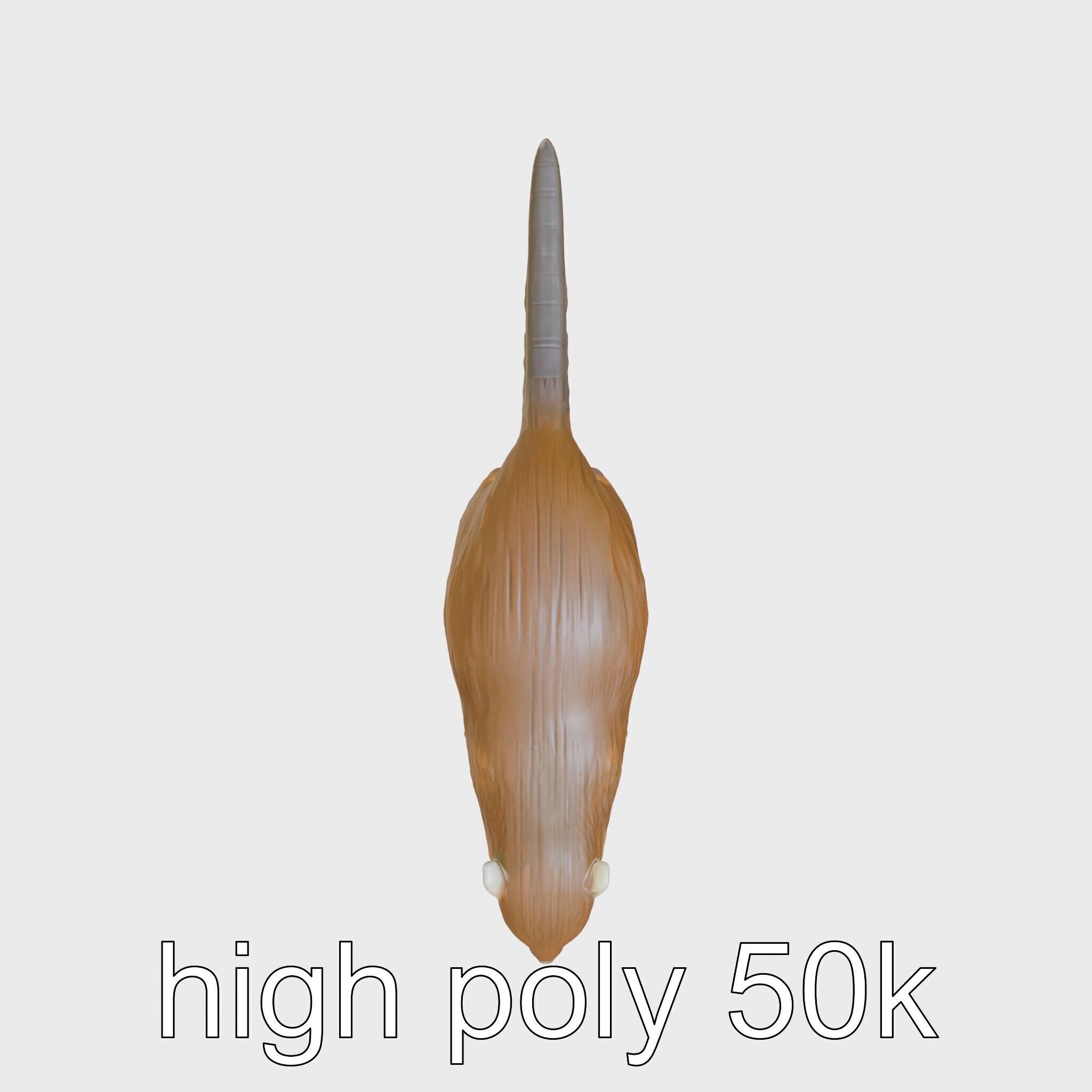 Nutria by the Riverbank 3D Model Low-poly 3D model_19