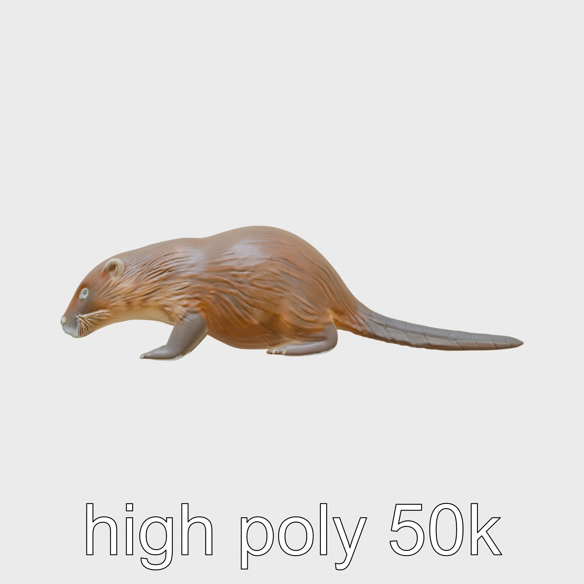 Nutria by the Riverbank 3D Model Low-poly 3D model_24