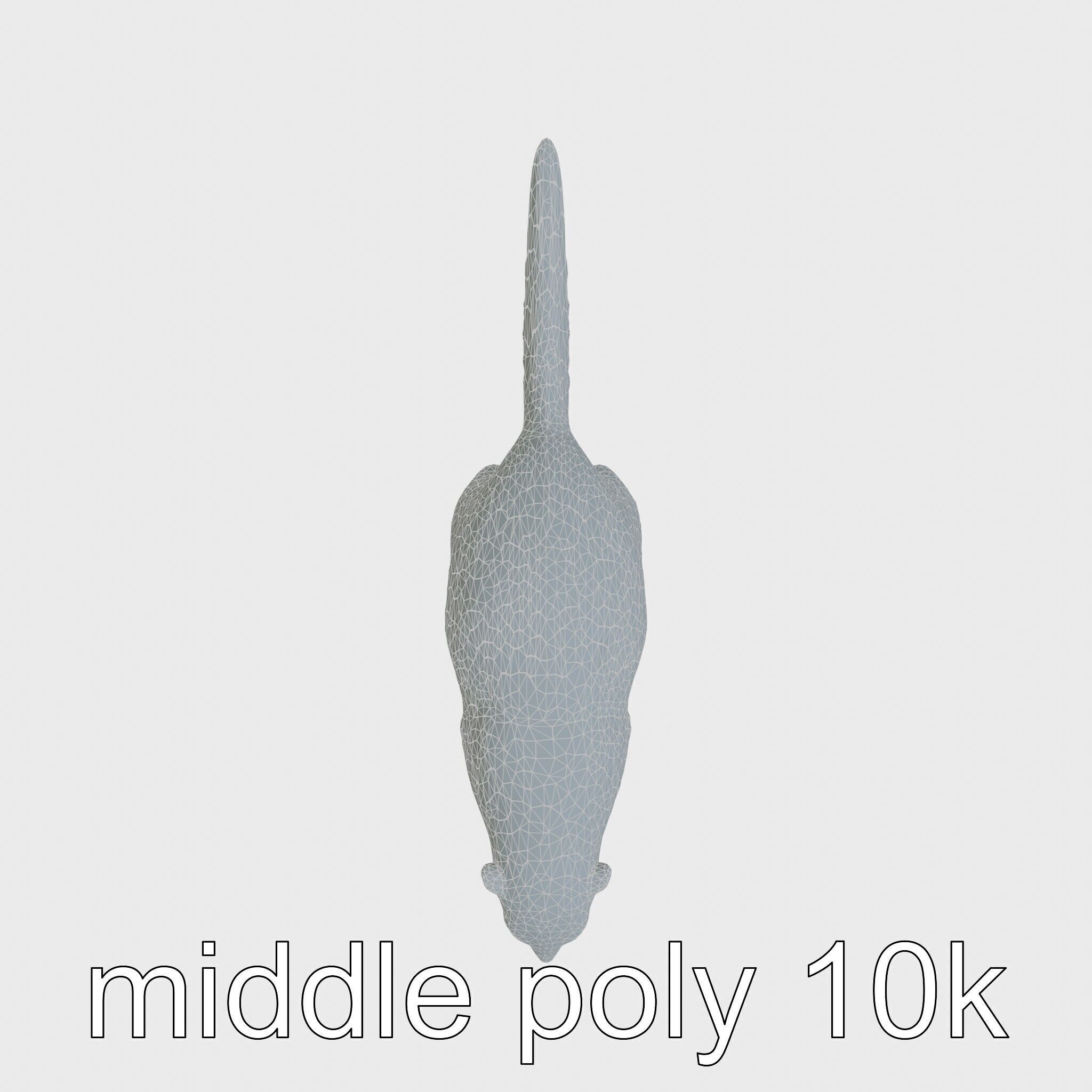 Nutria by the Riverbank 3D Model Low-poly 3D model_29