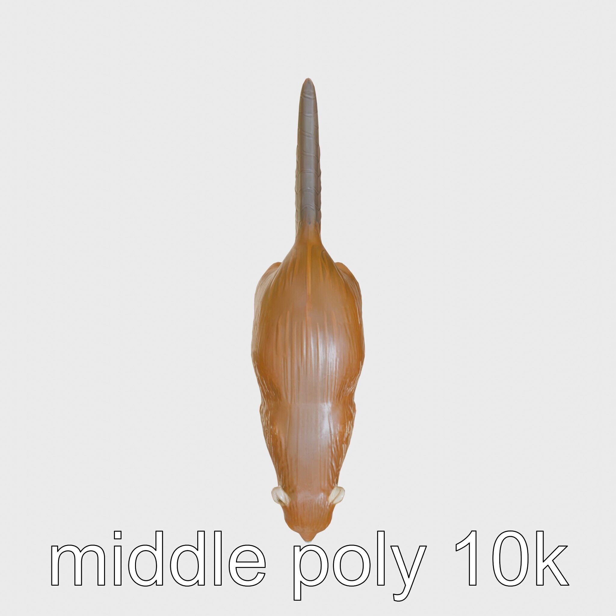 Nutria by the Riverbank 3D Model Low-poly 3D model_31