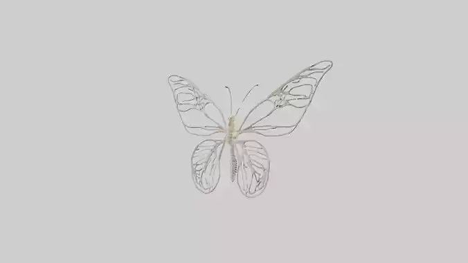 Butterfly Skeleton model