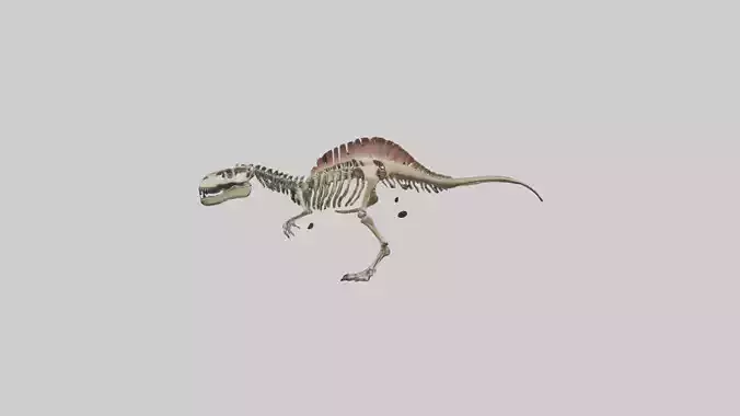 Carcharodontosaurus Skeleton model